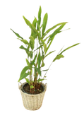 Rare spice plant gift set