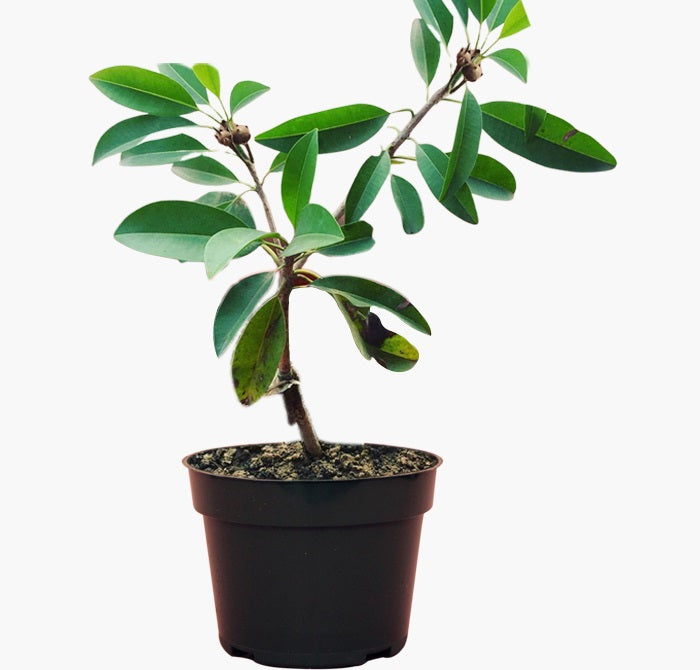 Chikoo (sapota) plant