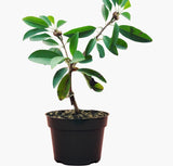 Chikoo (sapota) plant