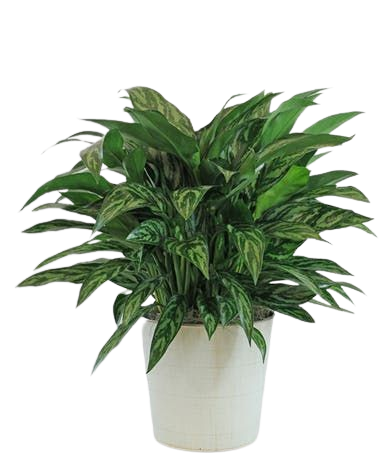 Set of 4 air purifying indoor plants