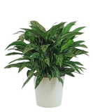 Set of 4 air purifying indoor plants