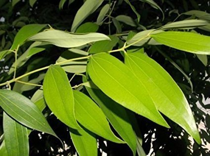 Tezpatta (bay leaf) plant