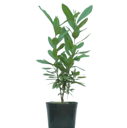 Rare spice plant gift set