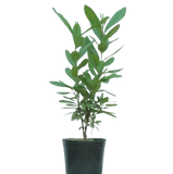 Rare spice plant gift set