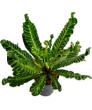 Cobra fern for indoor decor