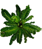 Cobra fern for indoor decor