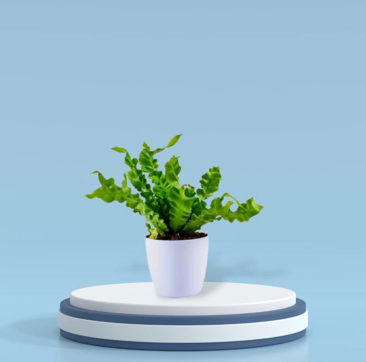 Cobra fern for indoor decor