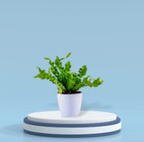 Cobra fern for indoor decor