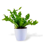 Cobra fern for indoor decor
