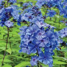 Phlox plant with colorful flowers