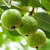 KG variety guava fruit plant