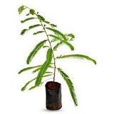 Amla plant for home garden