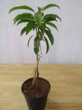 Sapatu big-sized fruit plant