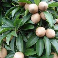 Sapatu big-sized fruit plant
