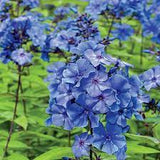 Phlox plant with colorful flowers