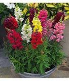 Antirrhinum (Snapdragon) plant