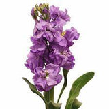 Stock Flowers Plant
