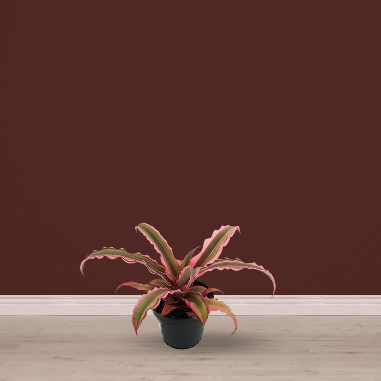 Pink Earth Star succulent