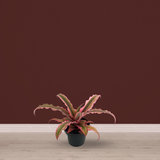 Pink Earth Star succulent