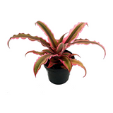 Earth Star Plant Pink | Low Maintenance Decorative Plant