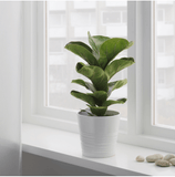 Ficus lyrata – fiddle leaf fig