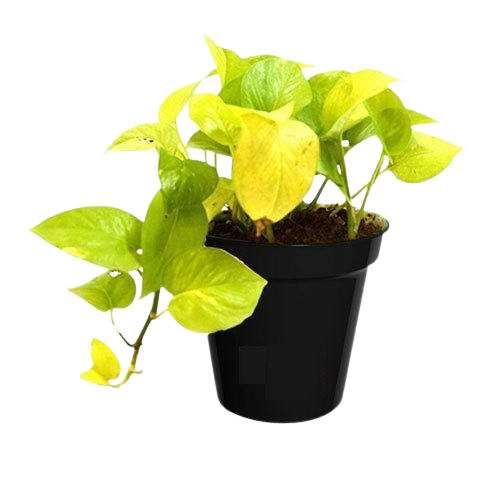 Set of 4 air purifying indoor plants