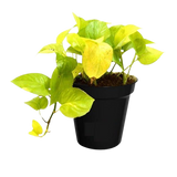 Set of 4 air purifying indoor plants