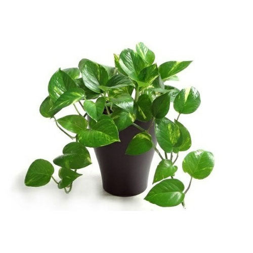 Vibrant green money plant for decor