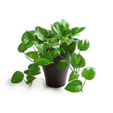 Vibrant green money plant for decor