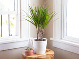 Dracaena marginata - dragon tree
