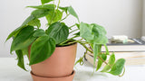 Oxycardium philodendron indoor vine