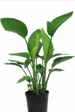 Strelitzia – Bird of Paradise plant