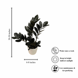 Raven black ZZ plant - air purifier