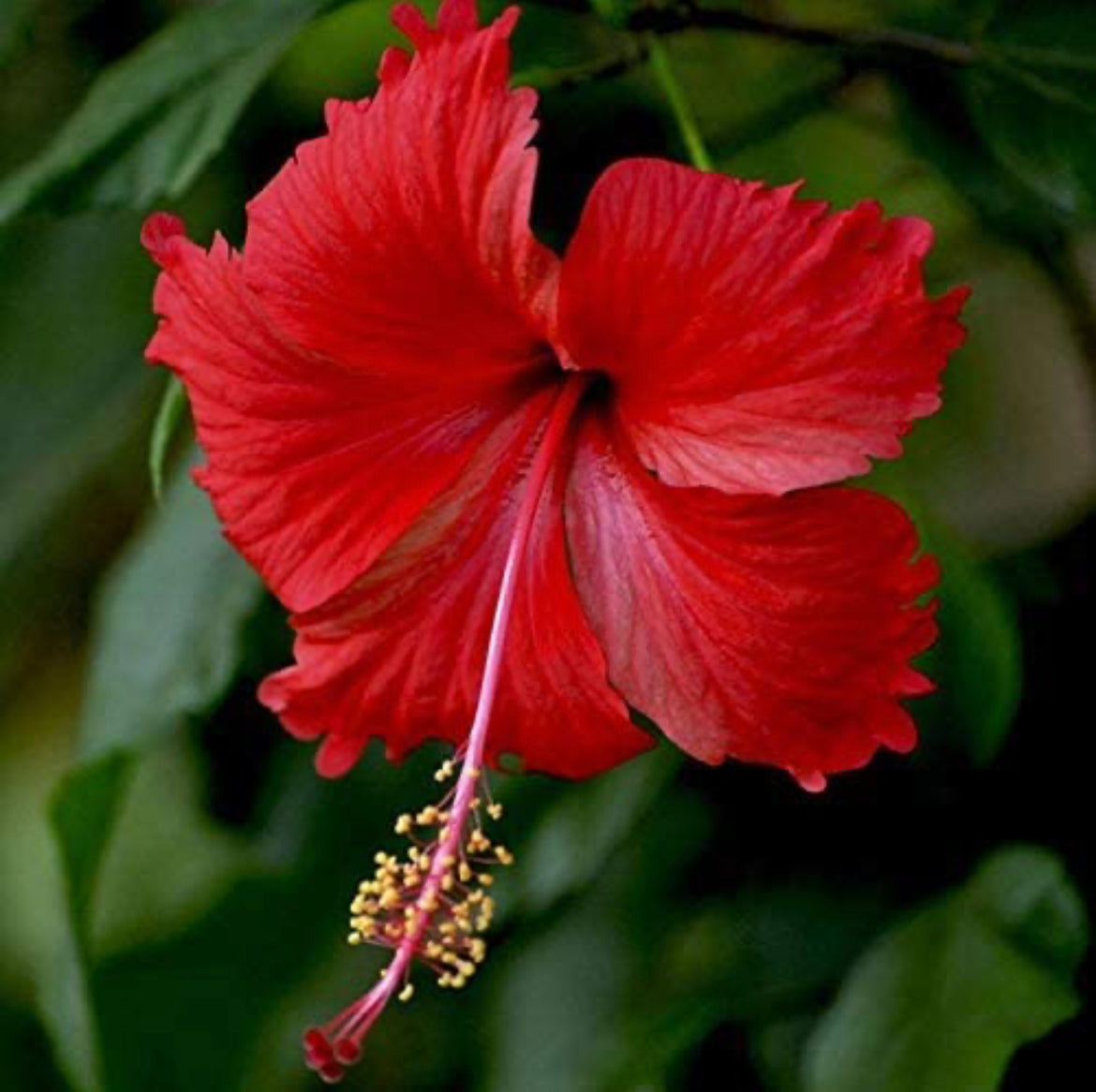 Hibiscus flowering plant