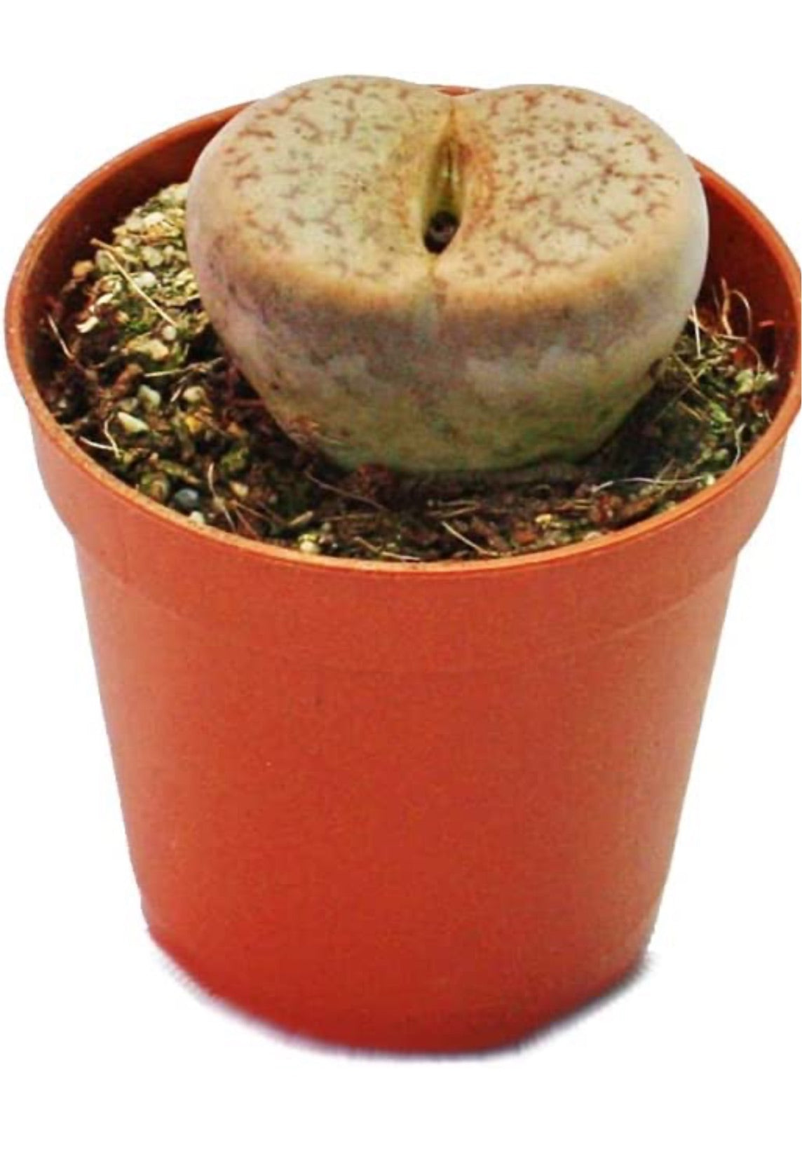 Lithops - living stone plant set