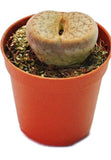Lithops - living stone plant set