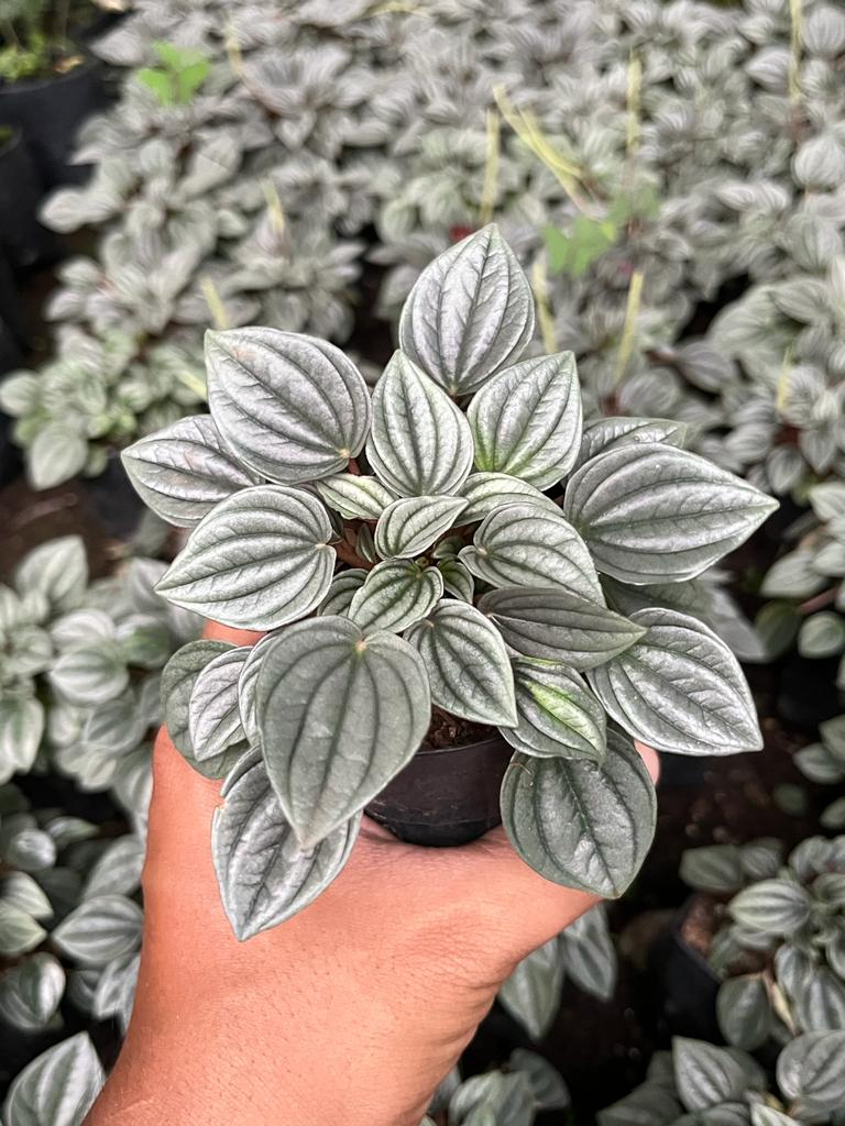 Frost Peperomia indoor plant