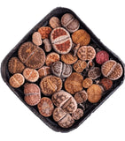 Lithops - living stone plant set