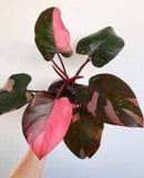 Pink Princess Philodendron