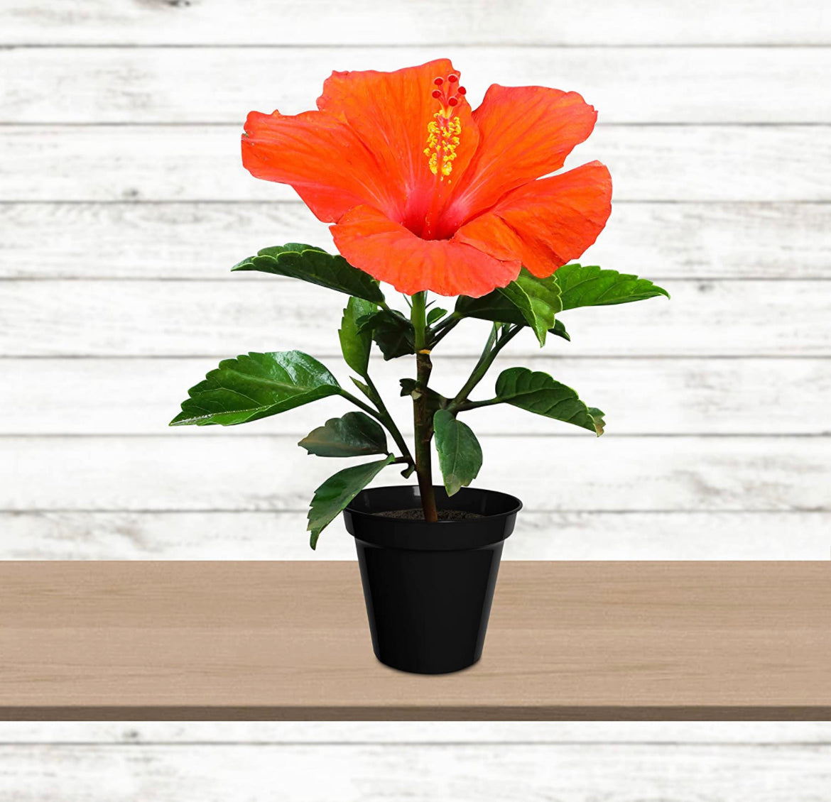 Hibiscus flowering plant