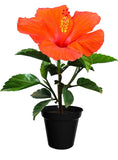 Hibiscus flowering plant