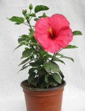 Hibiscus flowering plant