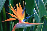 Strelitzia – Bird of Paradise plant