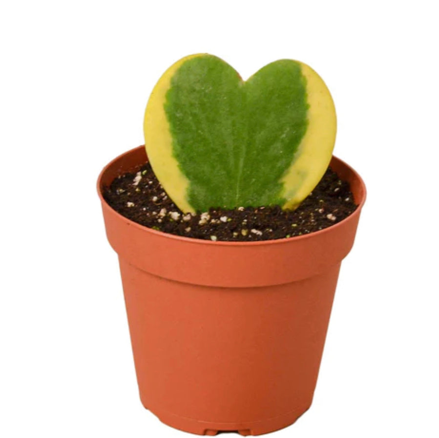 Hoya kerrii – sweetheart plant