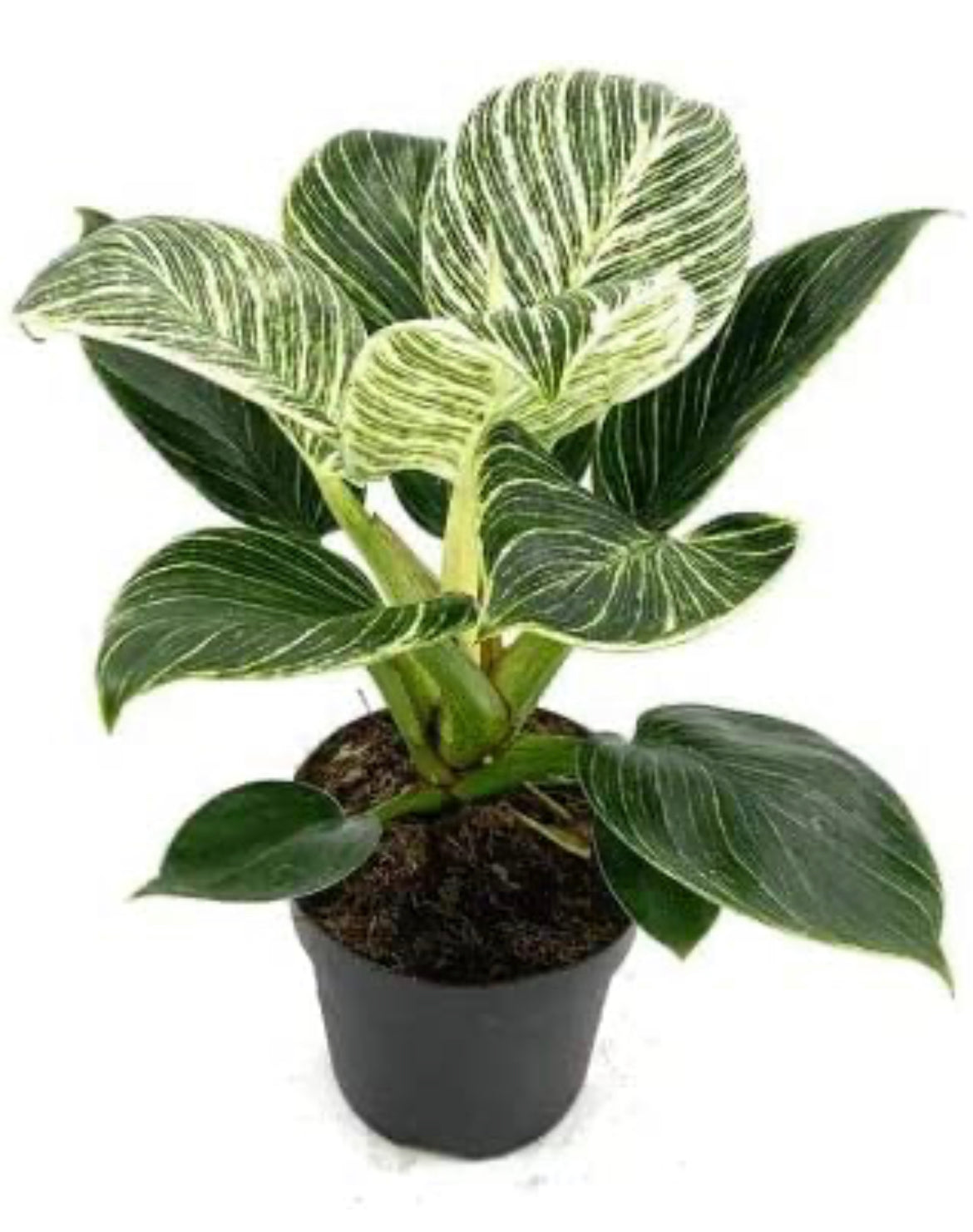 Philodendron Birkin air-purifying plant