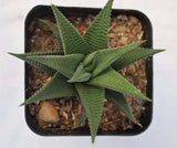 Haworthia Limifolia in ceramic pot