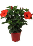 Hibiscus flowering plant