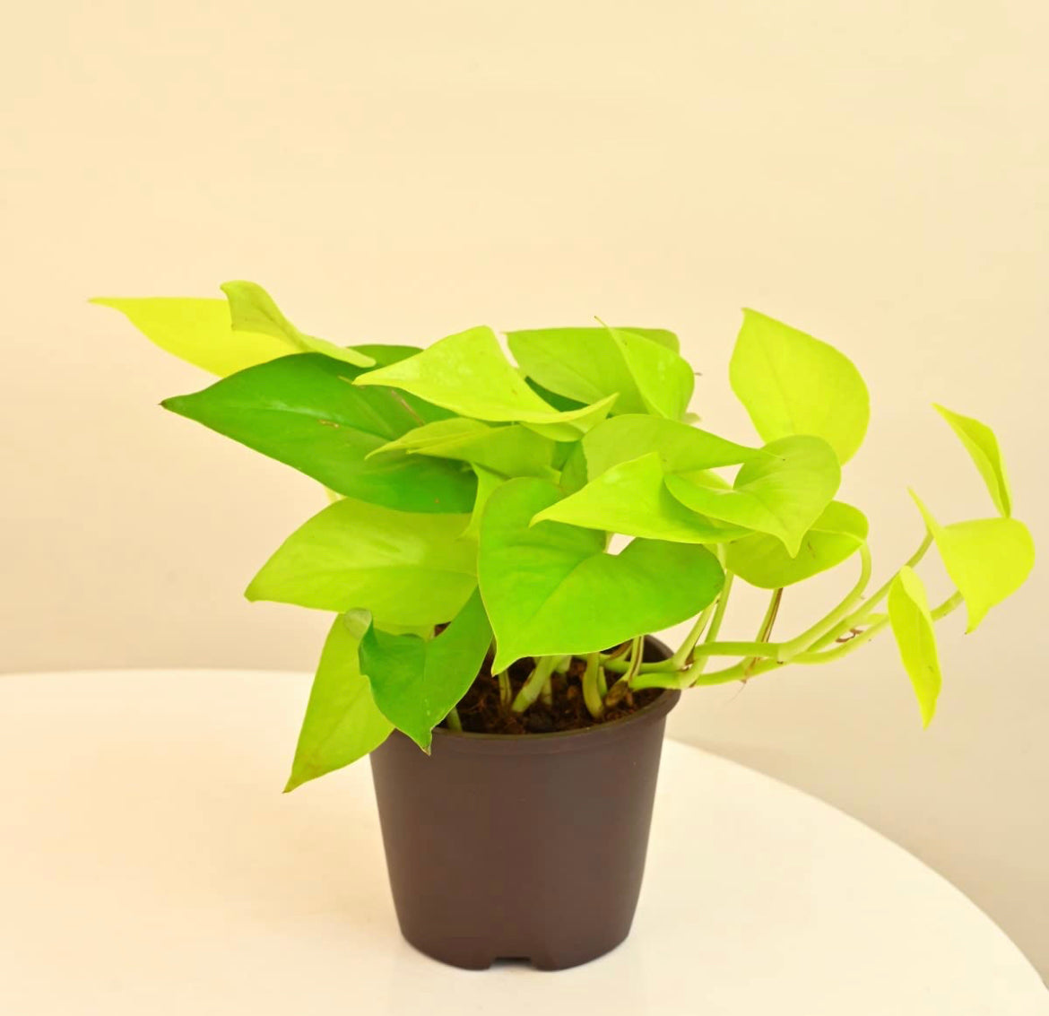 Golden pothos - money plant