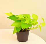 Golden pothos - money plant