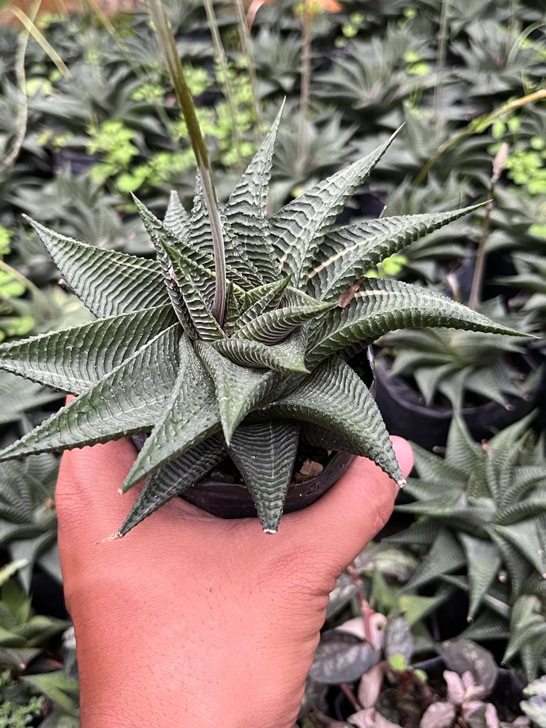 Haworthia Limifolia in ceramic pot